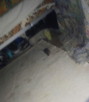 Foto einer Ratte unter einem Bett in der Notunterkunft: Osloer Straße / Rat under a bed in the Emergency Shelter